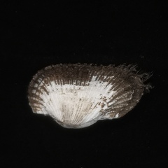 Mesocibota bistrigata