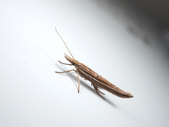 Ypsolopha longa