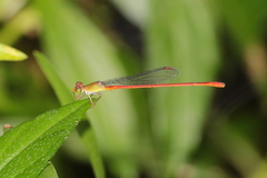 Ceriagrion aeruginosum