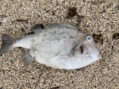 Anoplocapros inermis