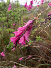 Dierama