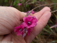 Dierama