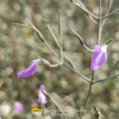 Dicliptera paniculata