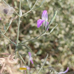 Dicliptera paniculata
