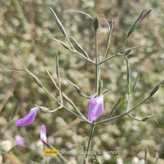 Dicliptera paniculata