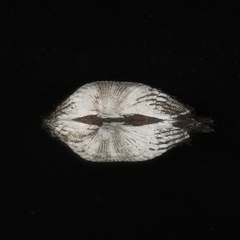 Mesocibota bistrigata