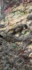 Mesocibota bistrigata