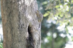 Heliosciurus gambianus