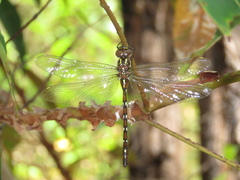 Austroaeschna pulchra