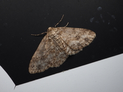 Ectropis crepuscularia