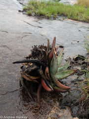 Aloe petricola