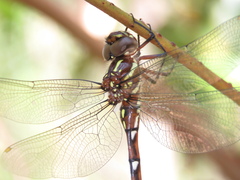 Austroaeschna pulchra