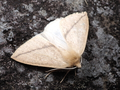 Descoreba simplex