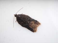 Acleris tunicatana