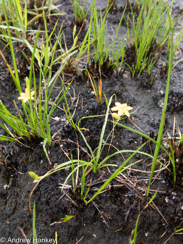 Grass star-flower (Hypoxis filiformis)