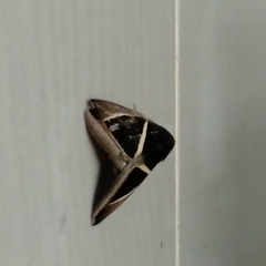 Chalciope