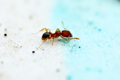 Pheidole