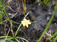Hypoxis filiformis