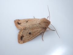 Orthosia lizetta