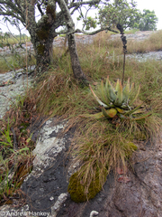 Aloe petricola