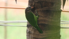 Psilopogon viridis