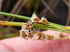 Coleochloa setifera