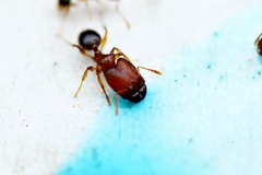 Pheidole