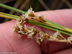 Coleochloa setifera