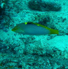 Halichoeres hortulanus