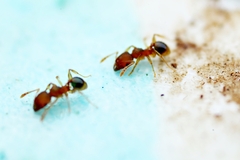 Pheidole
