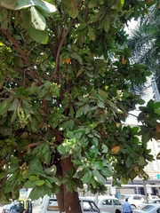 Barringtonia asiatica