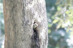 Heliosciurus gambianus