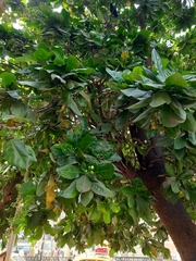 Barringtonia asiatica