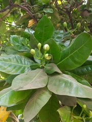Barringtonia asiatica