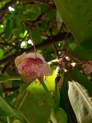 Barringtonia asiatica