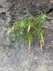 Dracophyllum secundum