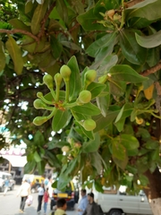 Barringtonia asiatica
