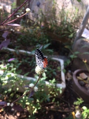 Talicada nyseus
