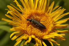 Oedemera