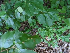 Eriophyes cerasicrumena