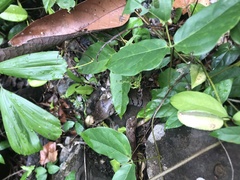 Cyclodomorphus gerrardii