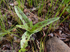 Ledebouria asperifolia
