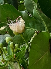 Barringtonia asiatica