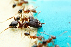 Pheidole