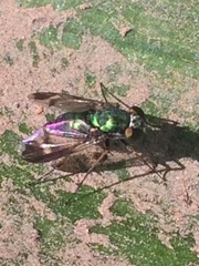 Sciapodinae