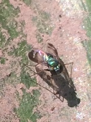 Sciapodinae