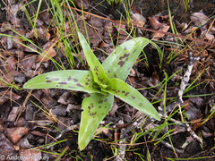 Ledebouria asperifolia