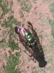 Sciapodinae
