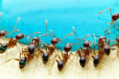 Pheidole