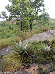 Aloe petricola